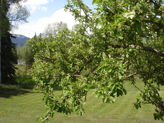 Loading Image