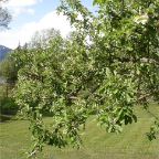 DSC00636