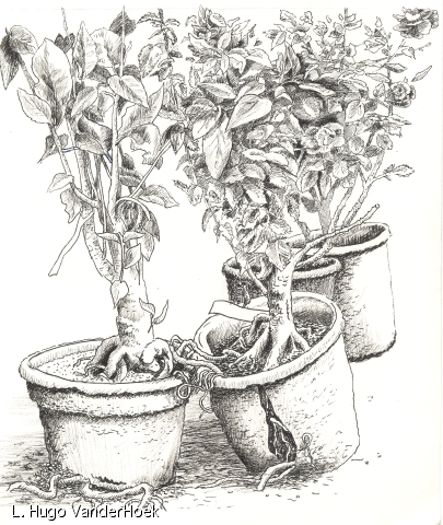 growing up together.jpg